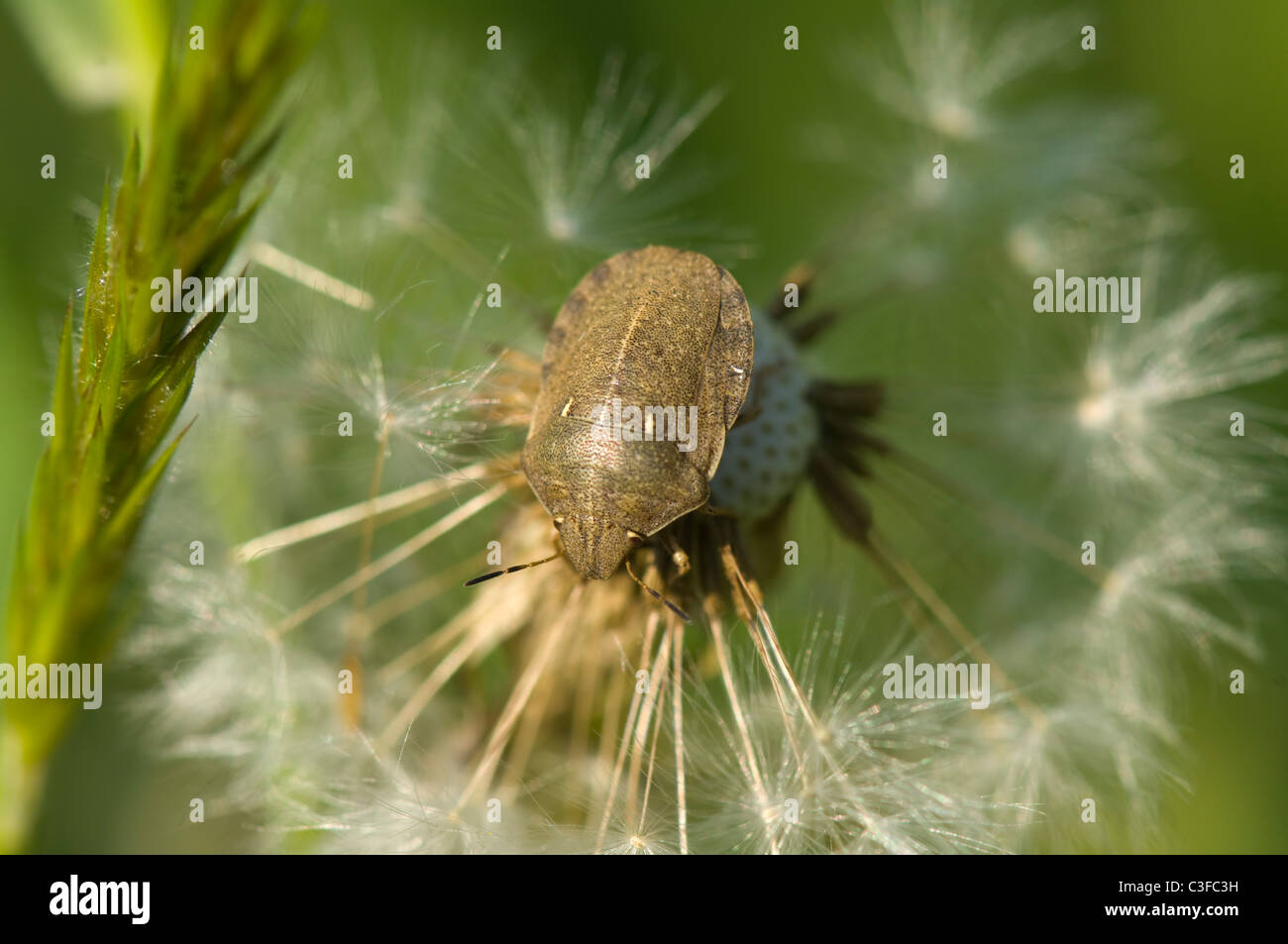 Tartaruga europea Bug (Podops inuncta) su tarassaco (Taraxacum officinale) sementi di testa, Francia Foto Stock