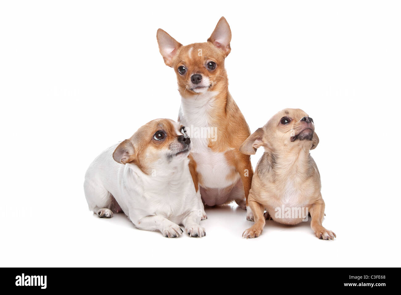 Tre cani chihuahua davanti a uno sfondo bianco Foto Stock