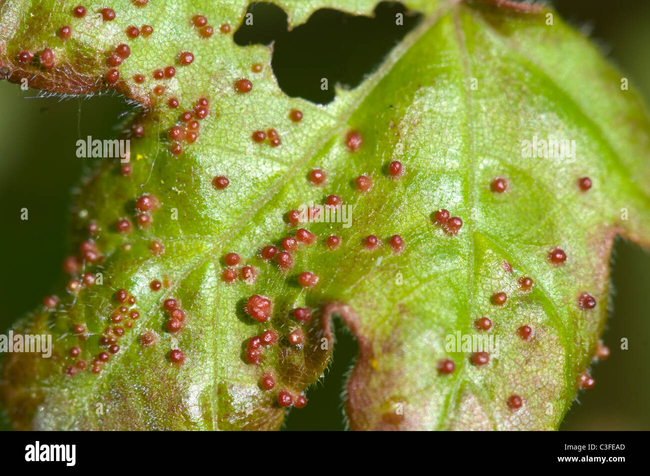 Gall acari Artacris macrorhynchus Foto Stock