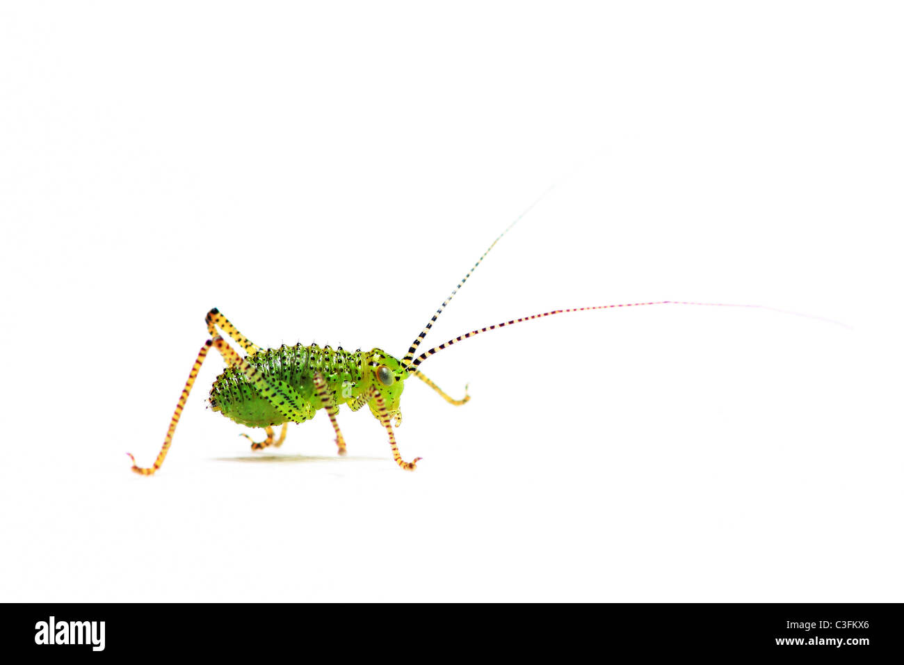 Baby screziato bush cricket su sfondo bianco Foto Stock