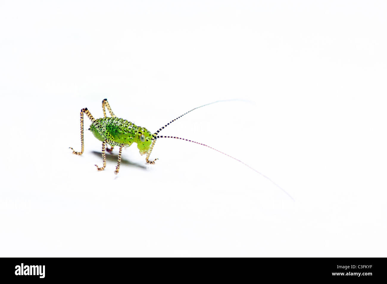 Baby screziato bush cricket su sfondo bianco Foto Stock
