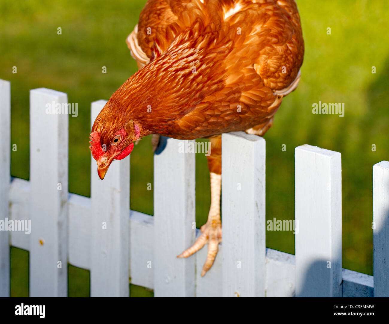 Un red hen arrampicarsi su un blu pallido Picket Fence Foto Stock