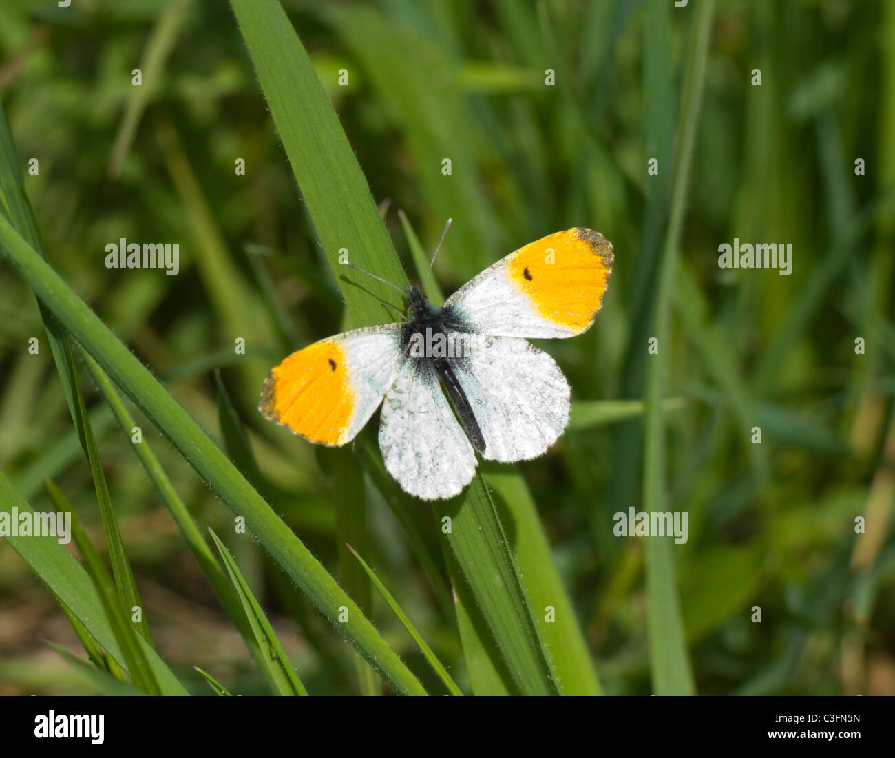 Orange-Tip Butterfly (Anthocharis cardamines), Francia Foto Stock