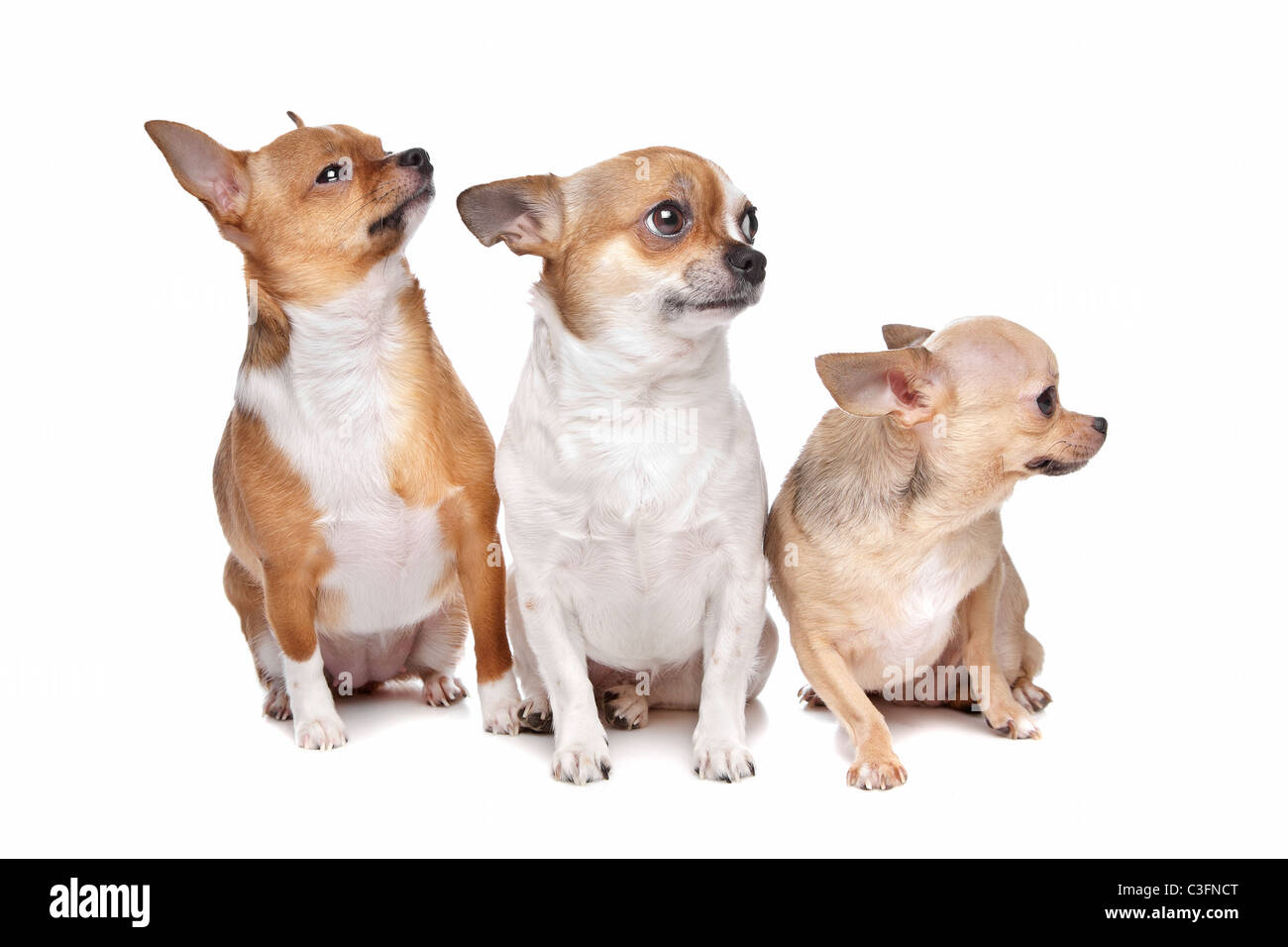Tre cani chihuahua davanti a uno sfondo bianco Foto Stock