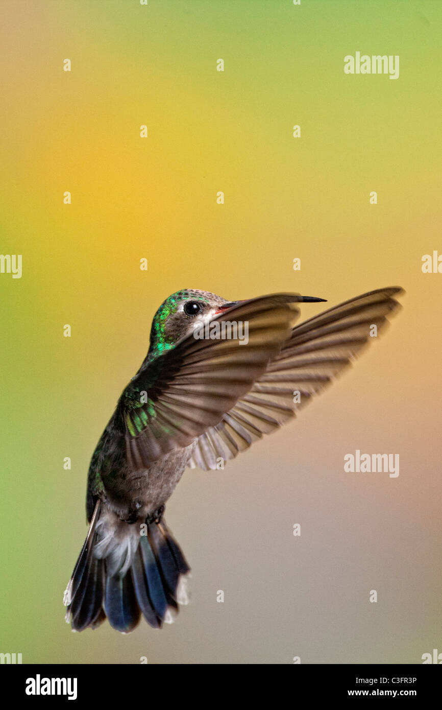 Ampia fatturati Hummingbird Hovering femmina Foto Stock