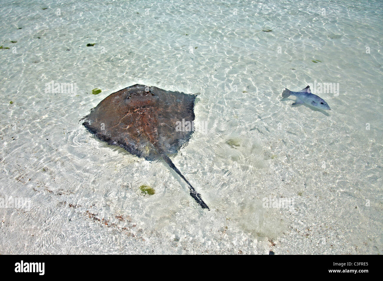 Stingray e pesci balestra in acque poco profonde sulla Isla Contoy, Messico Foto Stock