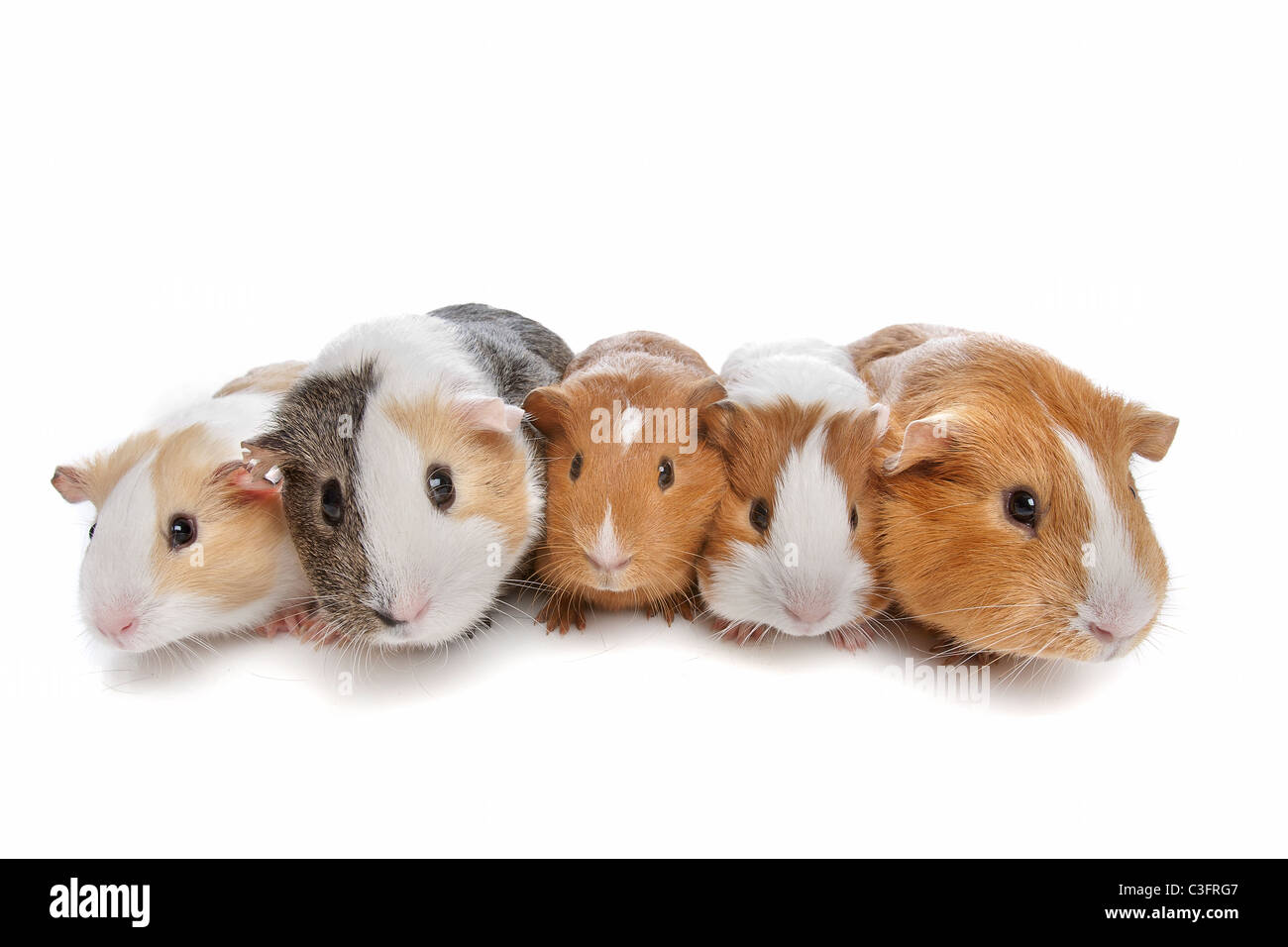 Cinque cavie in una fila su un fondo bianco Foto Stock