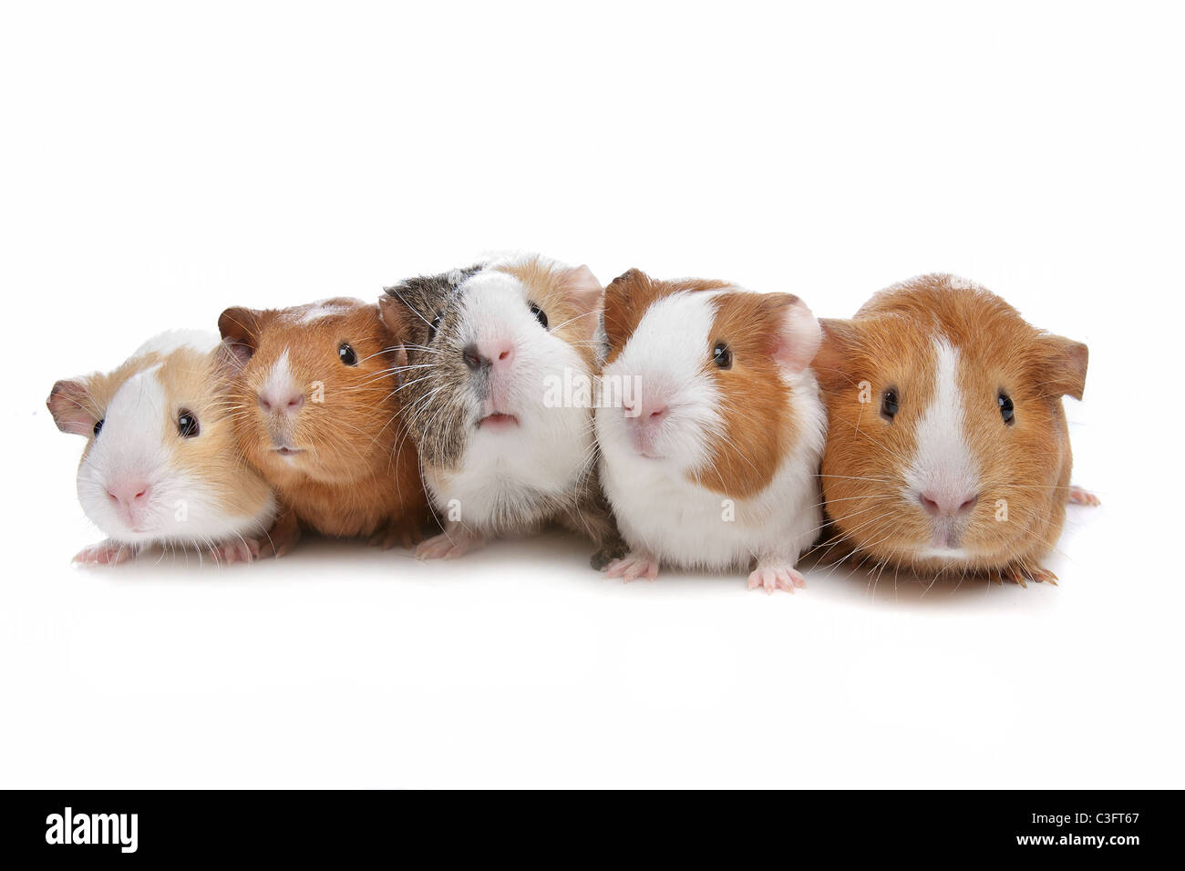 Cinque cavie in una fila su un fondo bianco Foto Stock