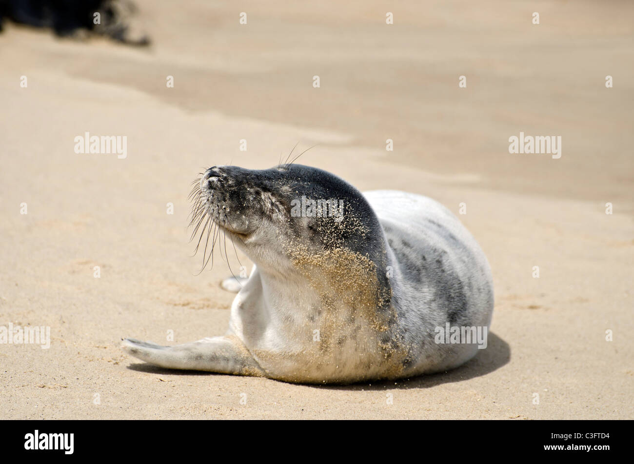 Guarnizione giovane cucciolo sdraiato su una spiaggia a nord di Norfolk, Inghilterra. Foto Stock