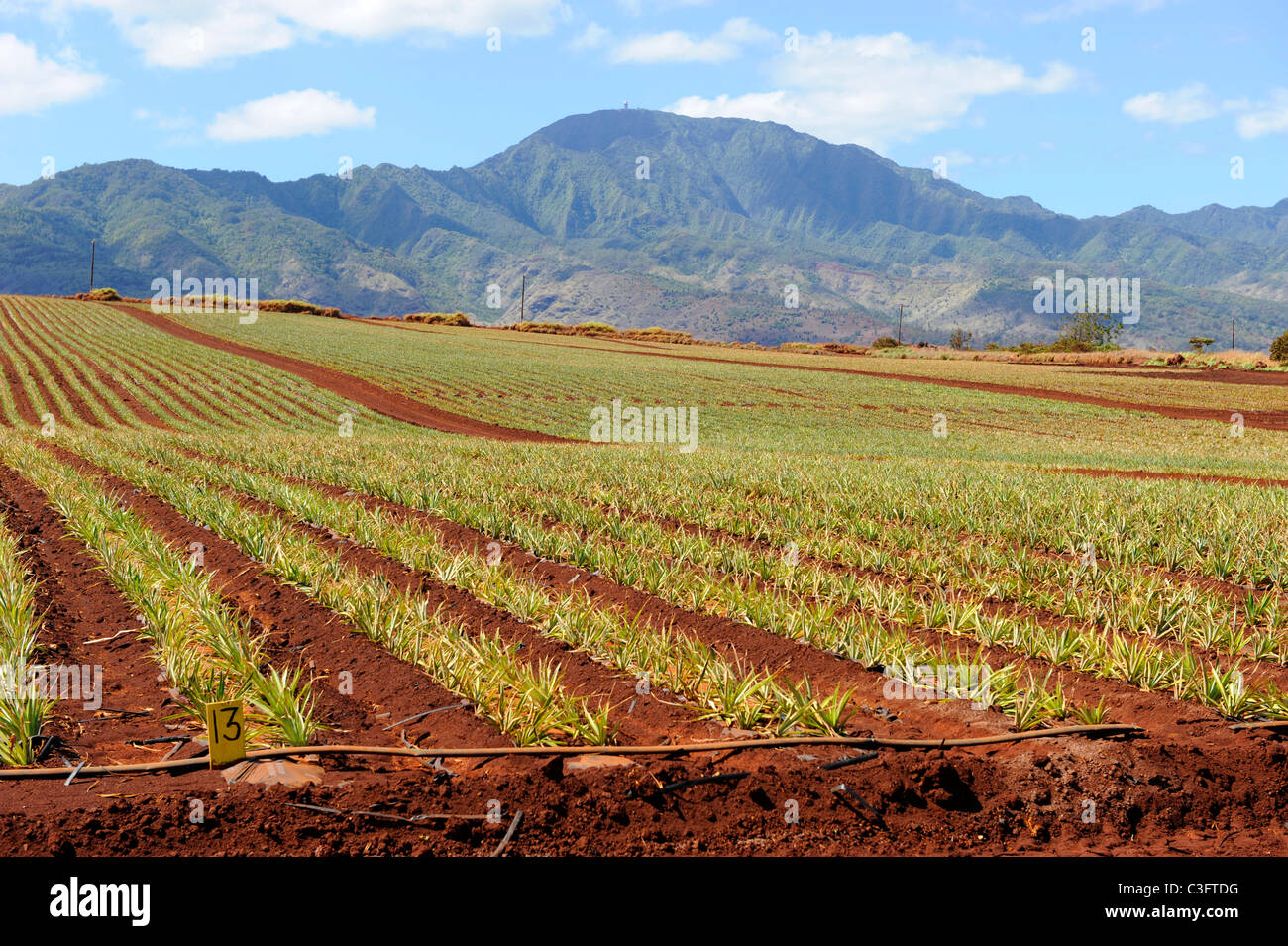 I campi di ananas lungo Kamehameha Highway North Shore Hawaii Oahu Oceano Pacifico Foto Stock