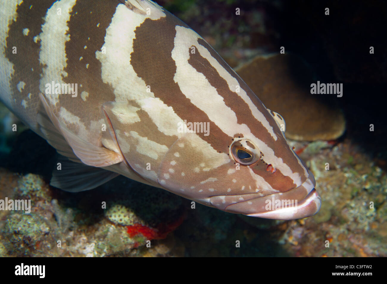 Cernie Nassau si trovano comunemente reef predatori incontrati da gli amanti delle immersioni e dello snorkeling. Foto Stock
