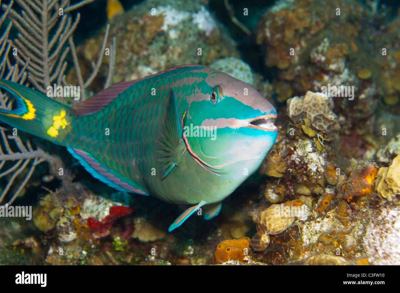 Questo semaforo pesci pappagallo mostra la fase terminale la colorazione della specie. Foto Stock