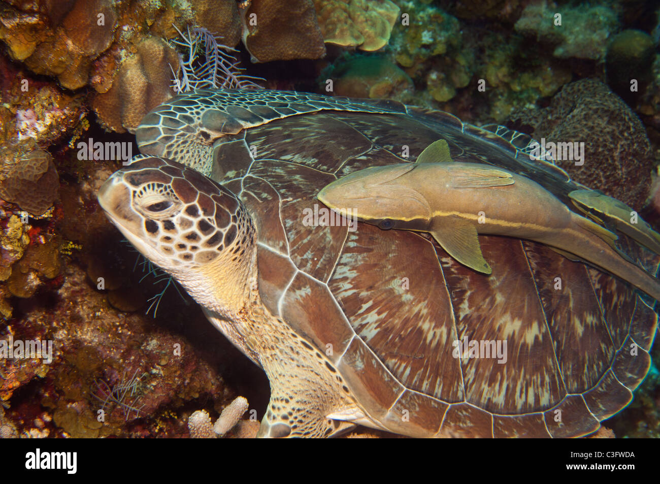 White suckerfish possono spesso essere trovati autostop sul retro dei grandi organismi marini come questa tartaruga verde. Foto Stock