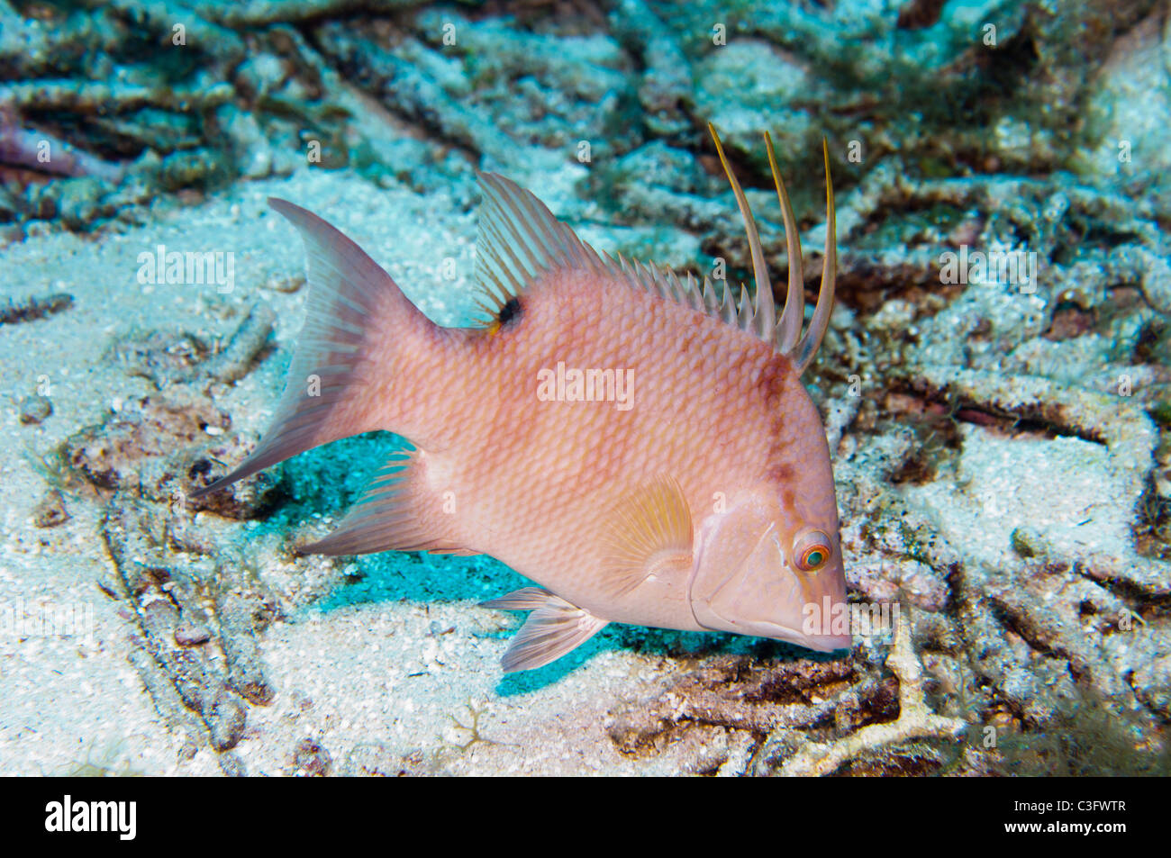 Questo giovane hogfish mostra la fase di chiazze pattern di colorazione associata a questa specie. Foto Stock