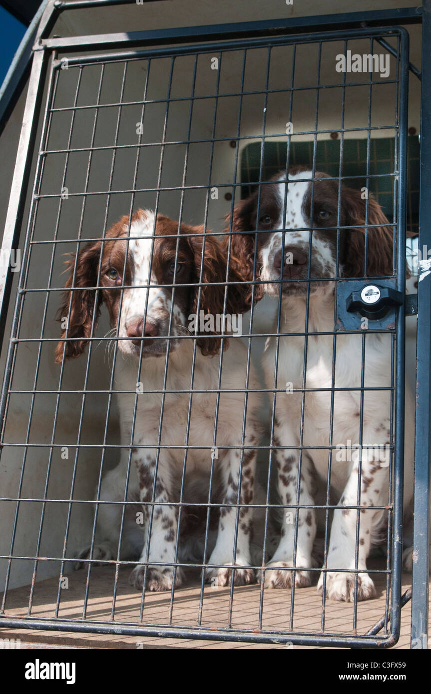 English Springer spaniel cani, sedici settimane vecchio cuccioli, seduto nella gabbia di viaggio in auto Foto Stock