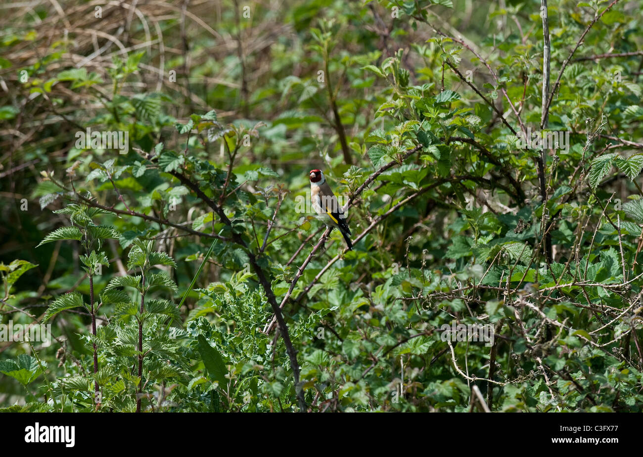 Un Cardellino Carduelis Carduelis appollaiato in una siepe REGNO UNITO Foto Stock
