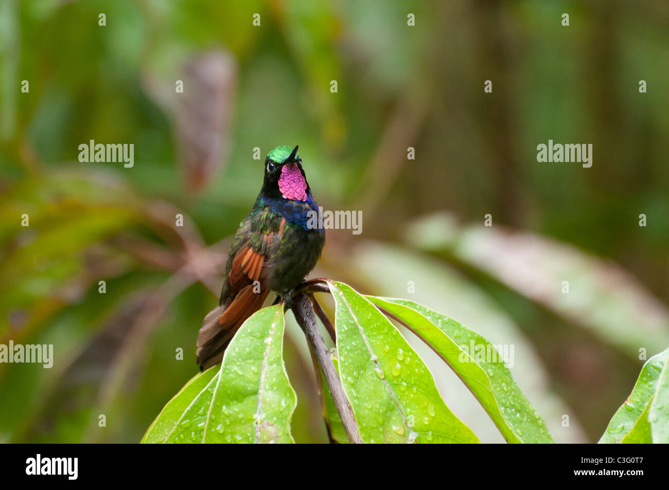Un maschio di Garnet-throated Hummingbird visualizzazione nella Cloud Chelemhá riserva forestale Foto Stock