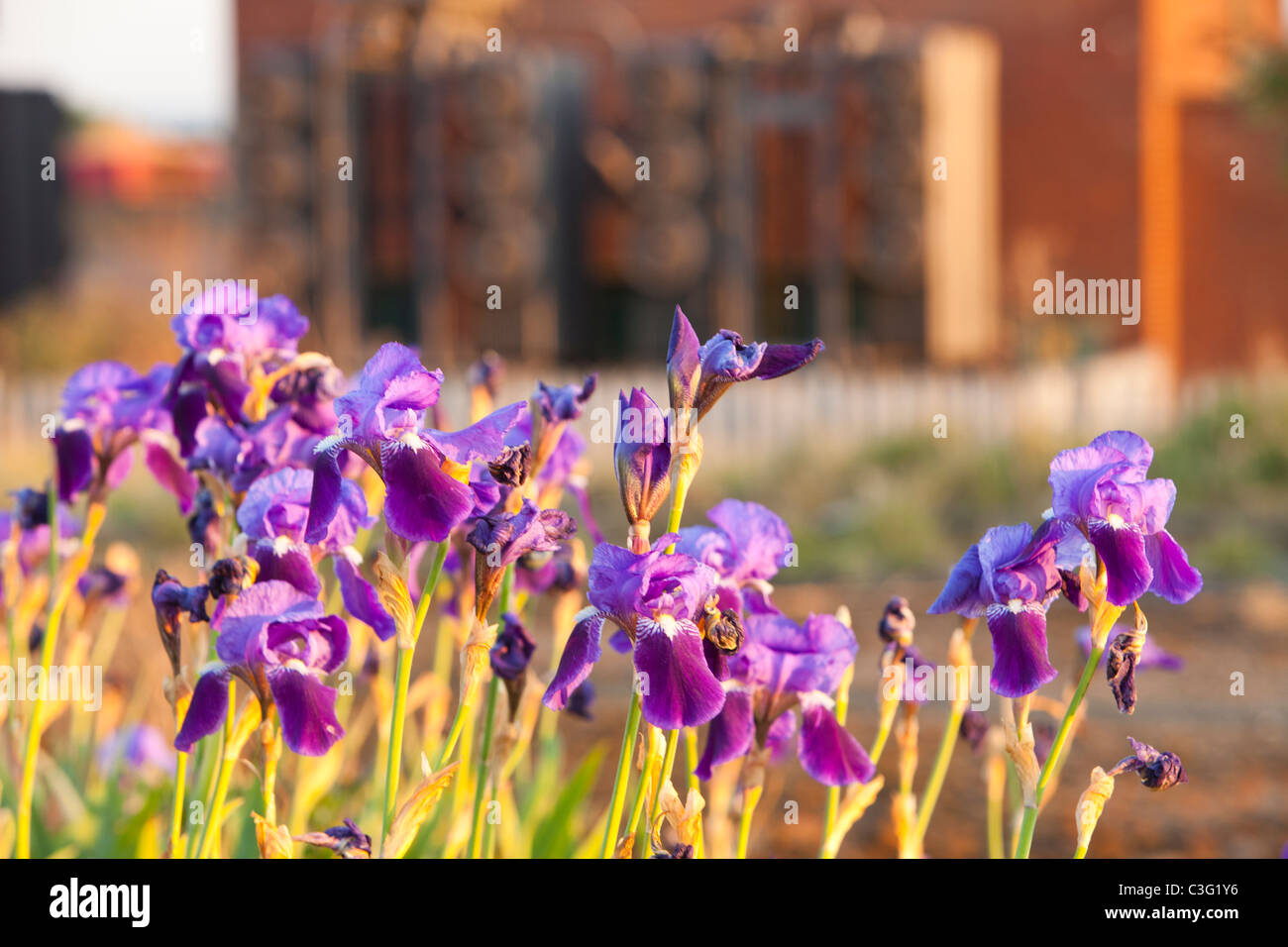Iris Viola crescente sulla massa di rifiuti in una pesante industrializzazione area di Billingham su teeside, UK. Foto Stock