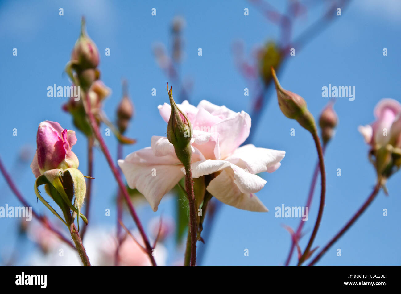 Rosa pallido e rosebuds rosa contro una luce blu del cielo - la fioritura a inizio estate in un giardino inglese. Regno Unito. Foto Stock