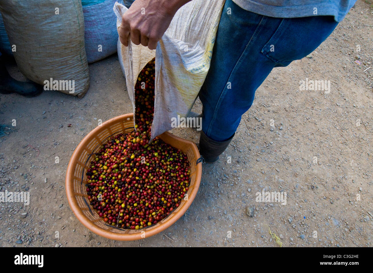 Raccolto di caffè Rodeo Calley centrale Costa Rica Foto Stock