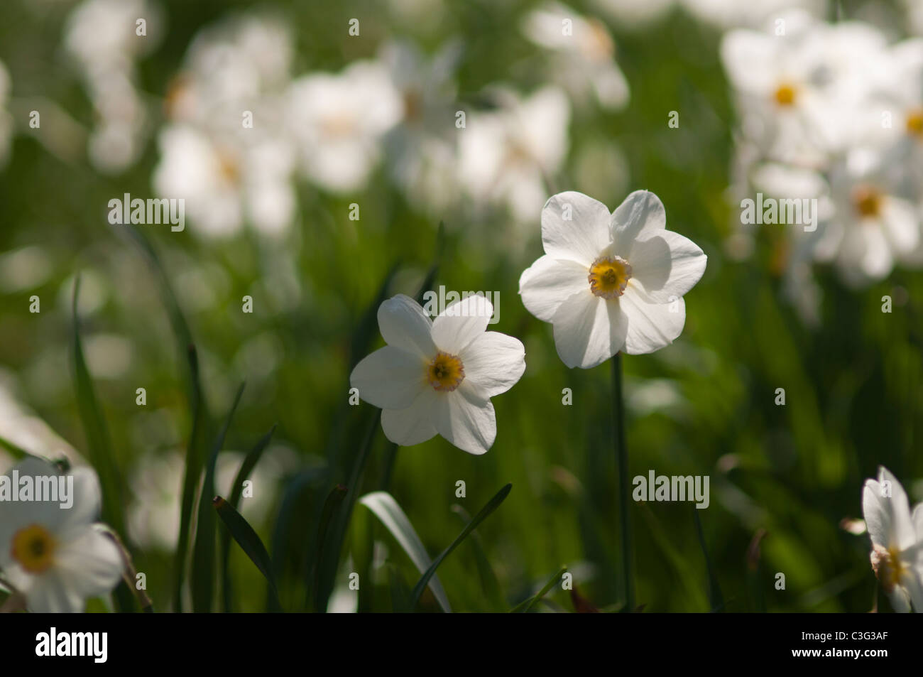 Bianco o di Narciso daffodil. Foto Stock
