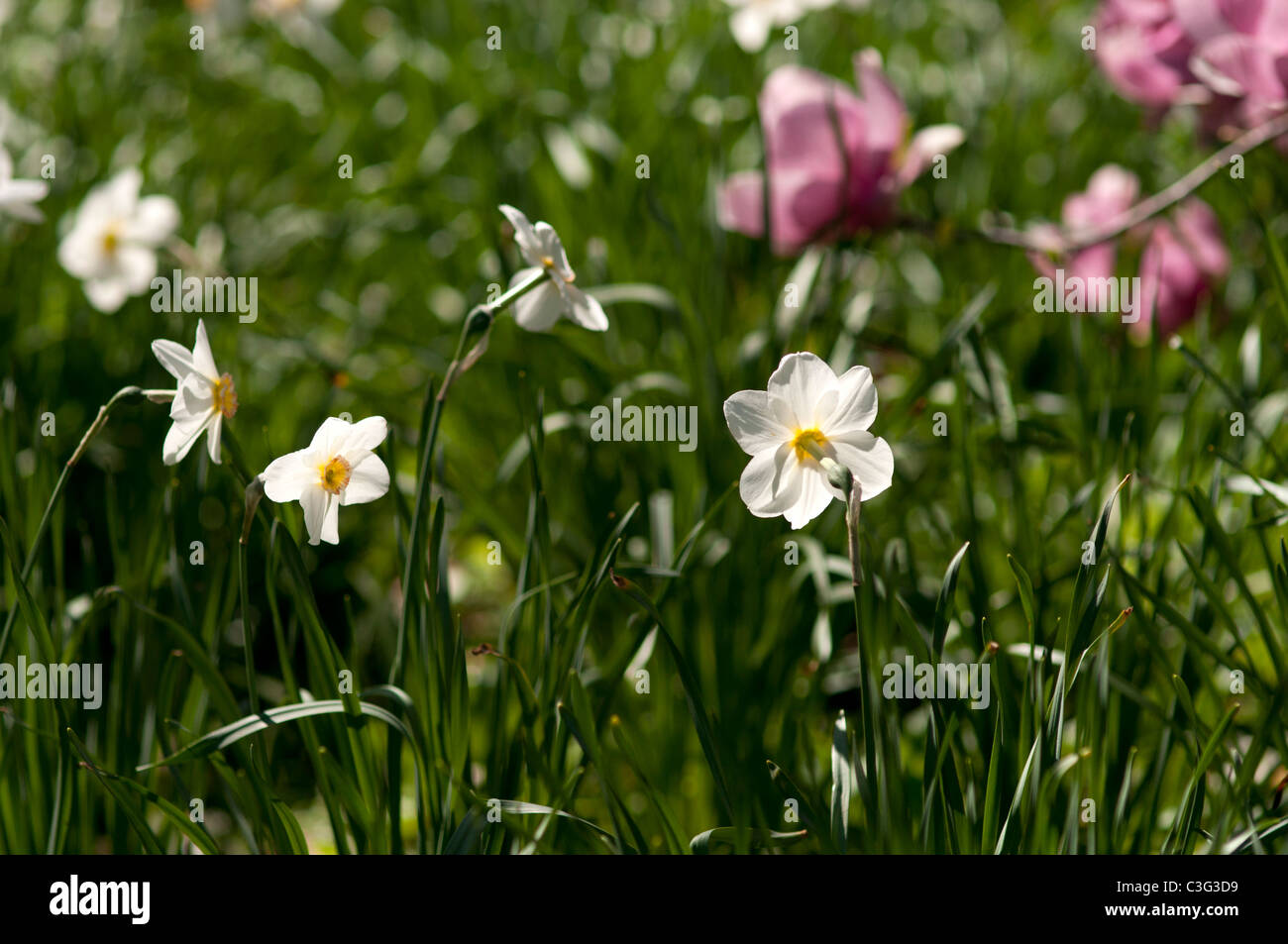 Bianco o di Narciso daffodil. Foto Stock