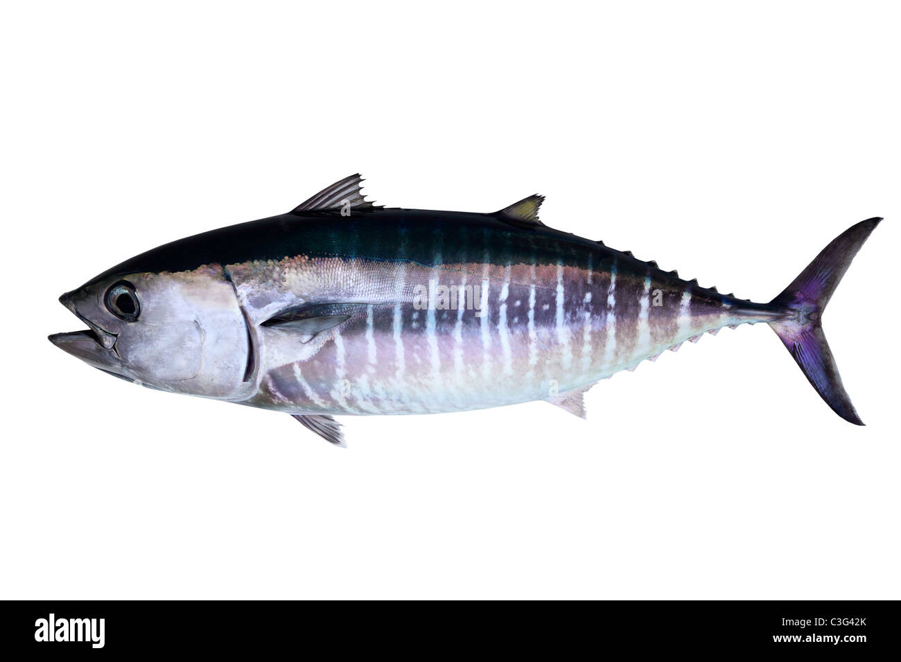 Tonno rosso isolato su sfondo bianco pesce vero Thunnus thynnus Foto Stock