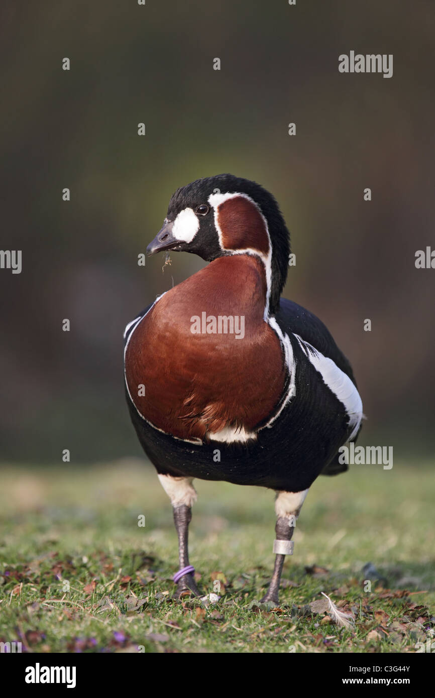 Red-breasted Goose (Branta ruficollis) su un prato. Foto Stock