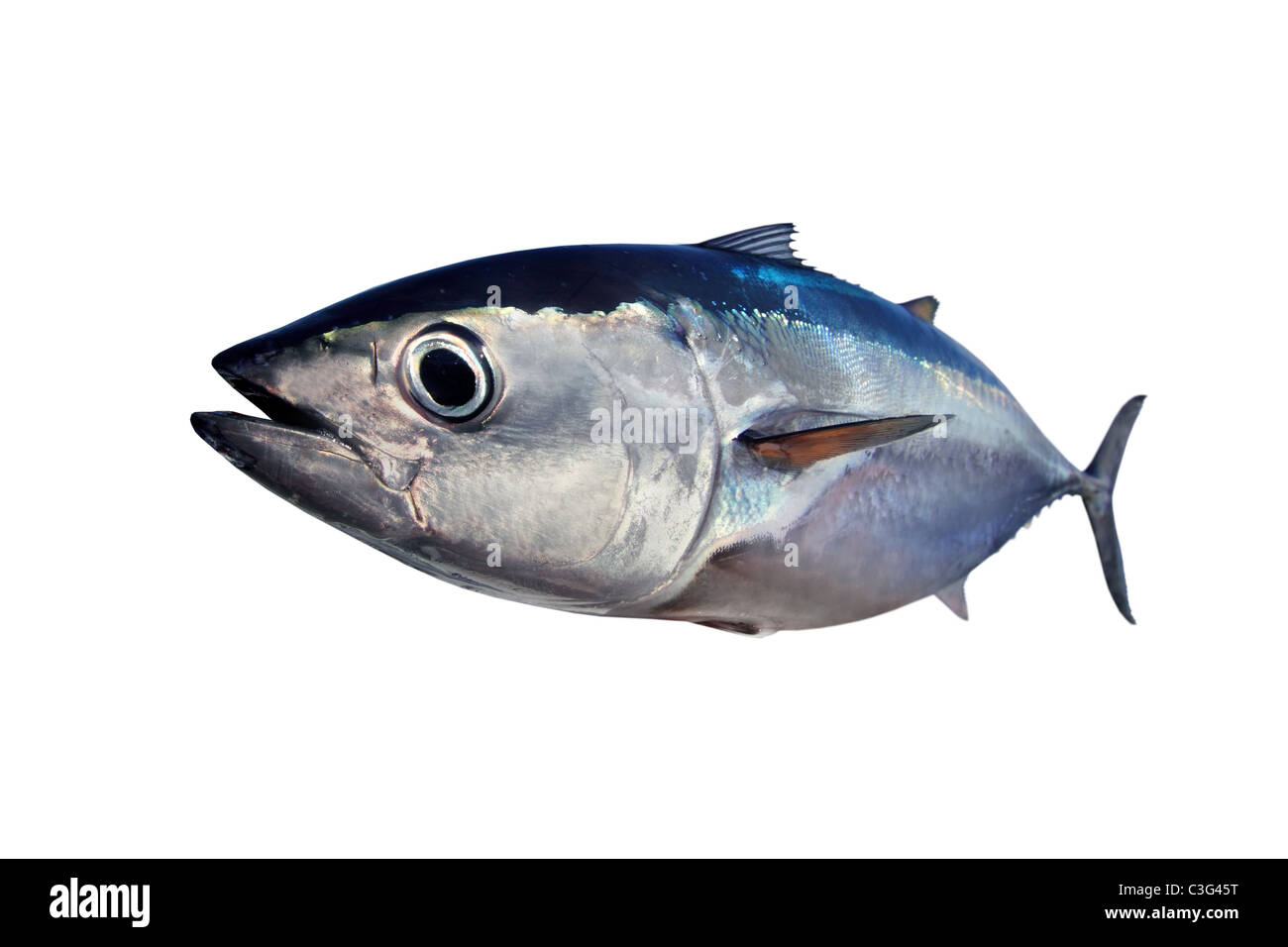 Tonno rosso isolato su sfondo bianco pesce vero Thunnus thynnus Foto Stock