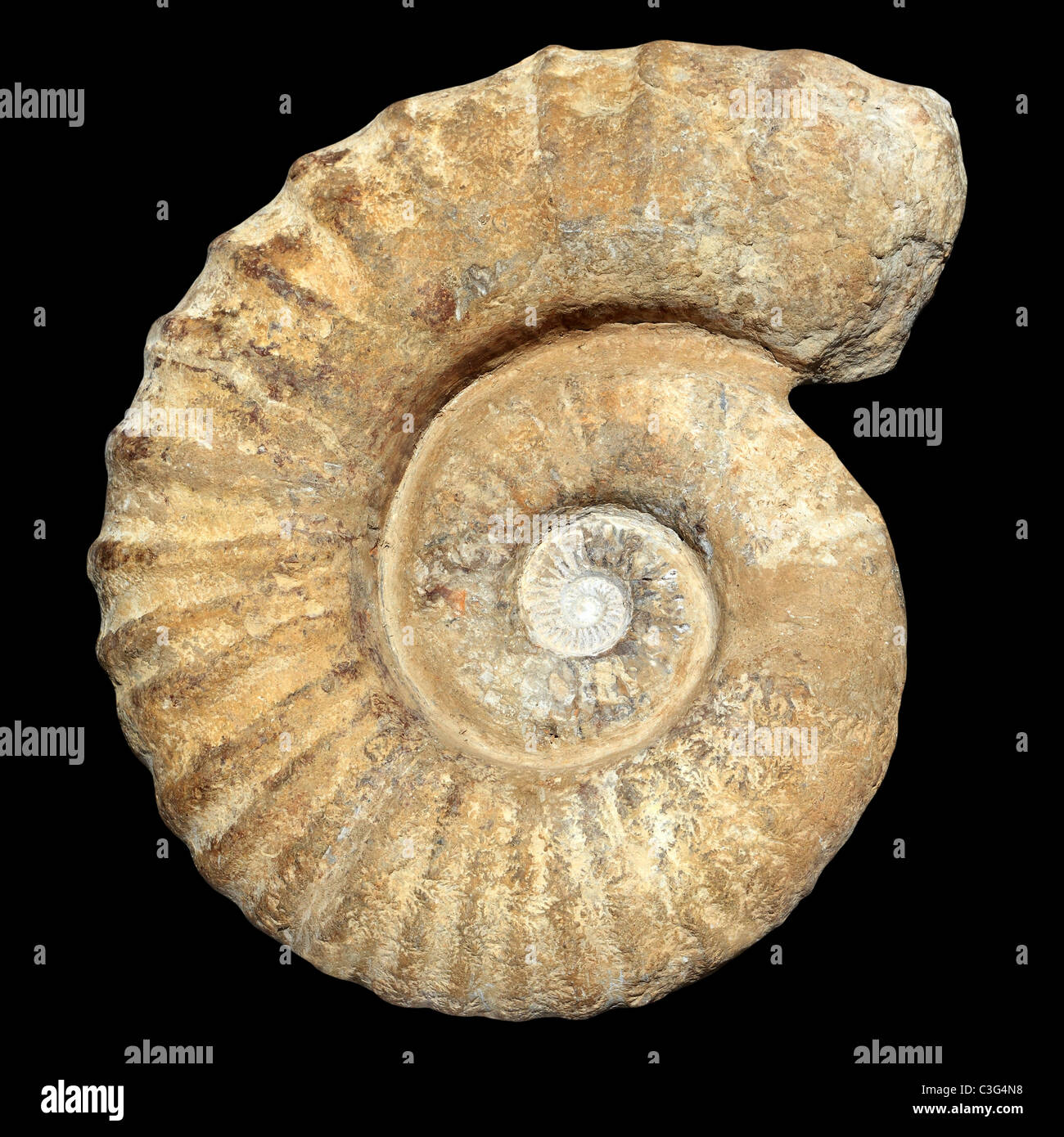 Fossile di lumaca a spirale in pietra antica reale guscio pietrificato isolato su nero Foto Stock