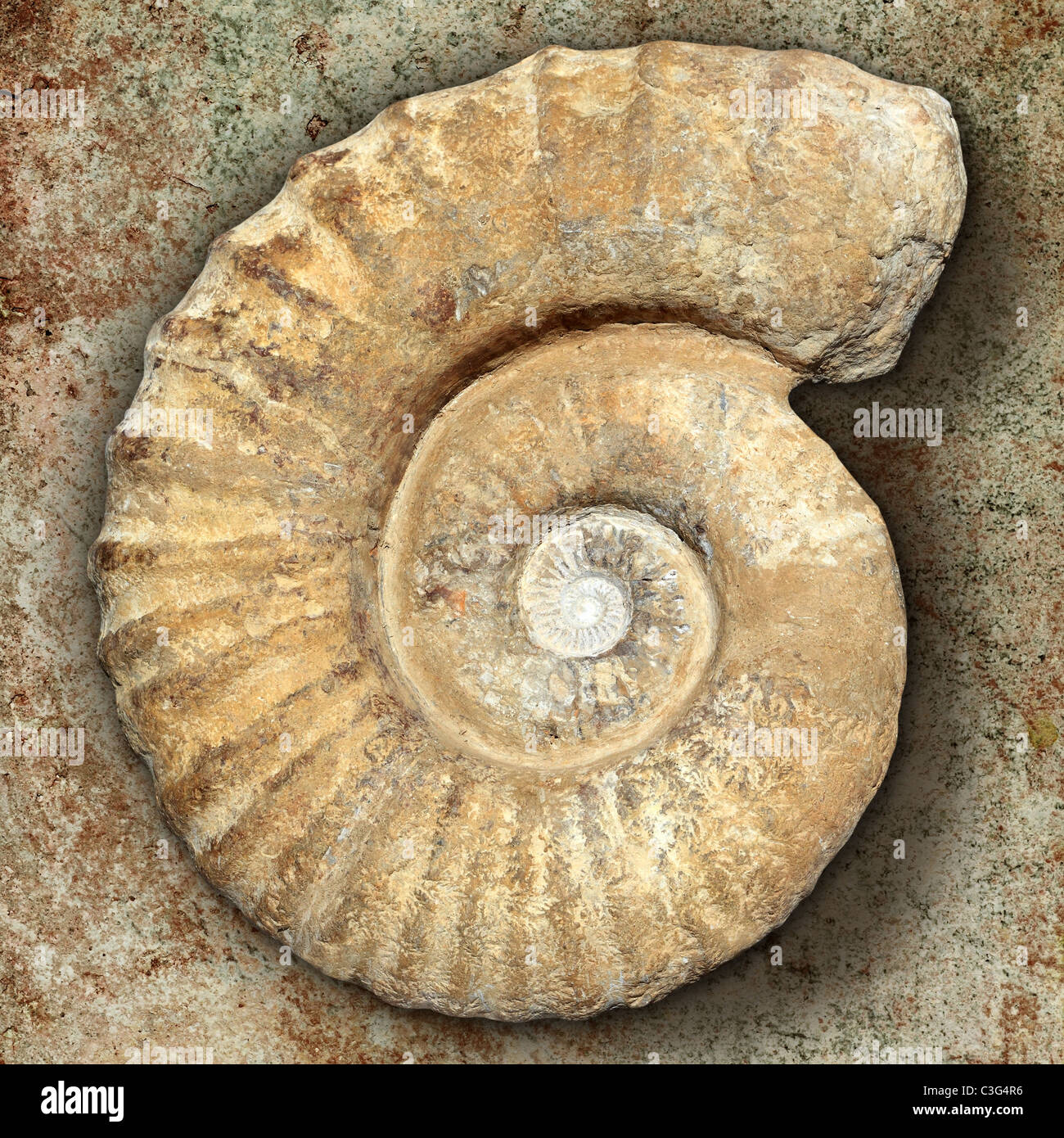 Fossile di lumaca a spirale in pietra antica reale guscio pietrificato su calcare Foto Stock