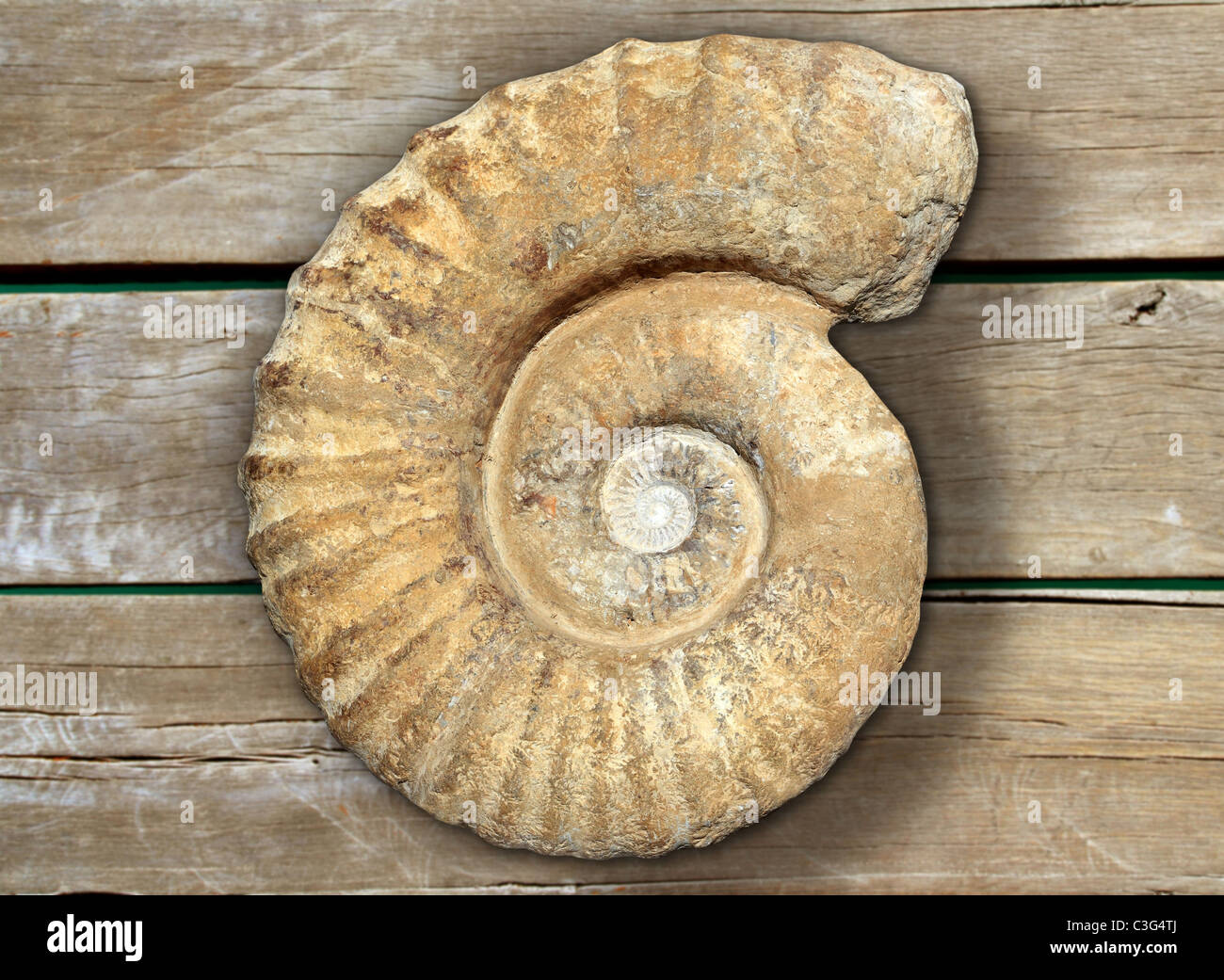 Fossile di lumaca a spirale in pietra antica reale pietrificati shell su sfondo di legno Foto Stock