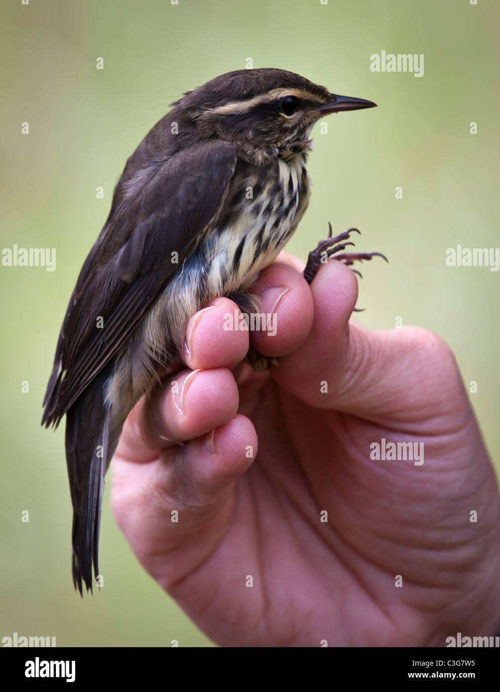 Un Waterthrush settentrionale è tenuto da un membro dell'Università del Montana influenza Science Center durante la presenza di bande di uccelli . Foto Stock