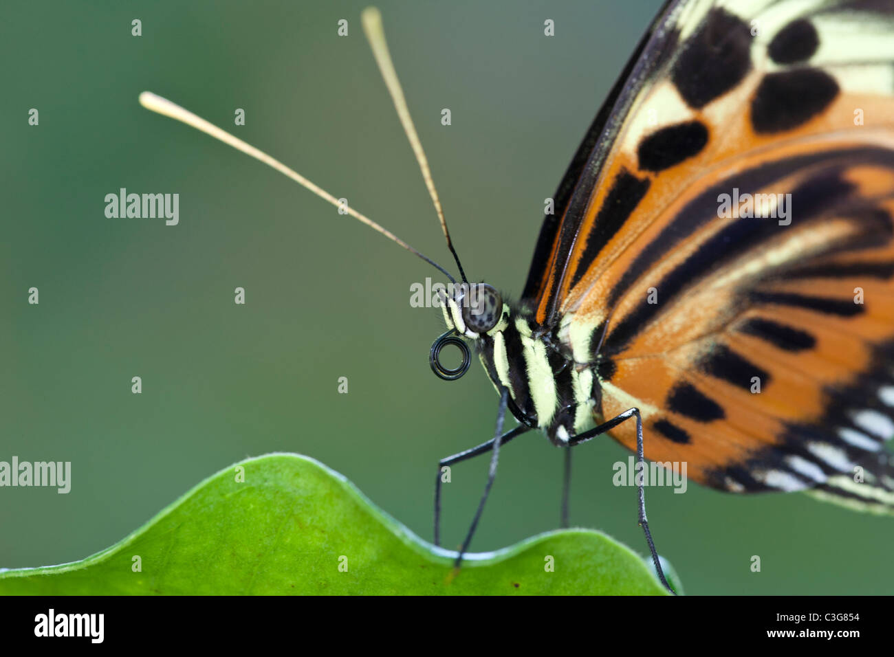 Heliconius specie di farfalla sulla foglia. Foto Stock