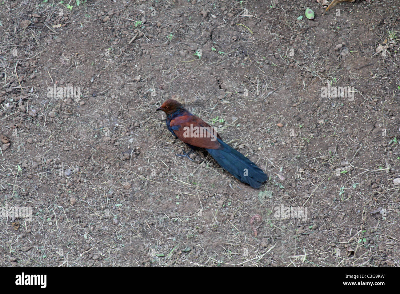 Crow fagiano, Centropus sinensis, Bharadwaj Bird Foto Stock