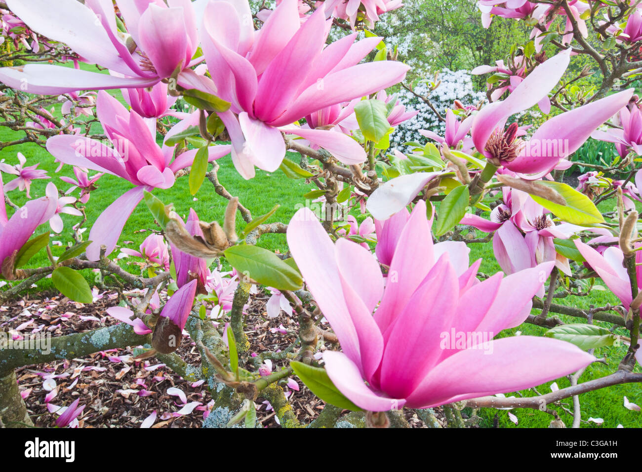 Una Magnolia (Caerhays sorpresa) albero in Holehird Gardens, Windermere, Cumbria, Regno Unito. Foto Stock