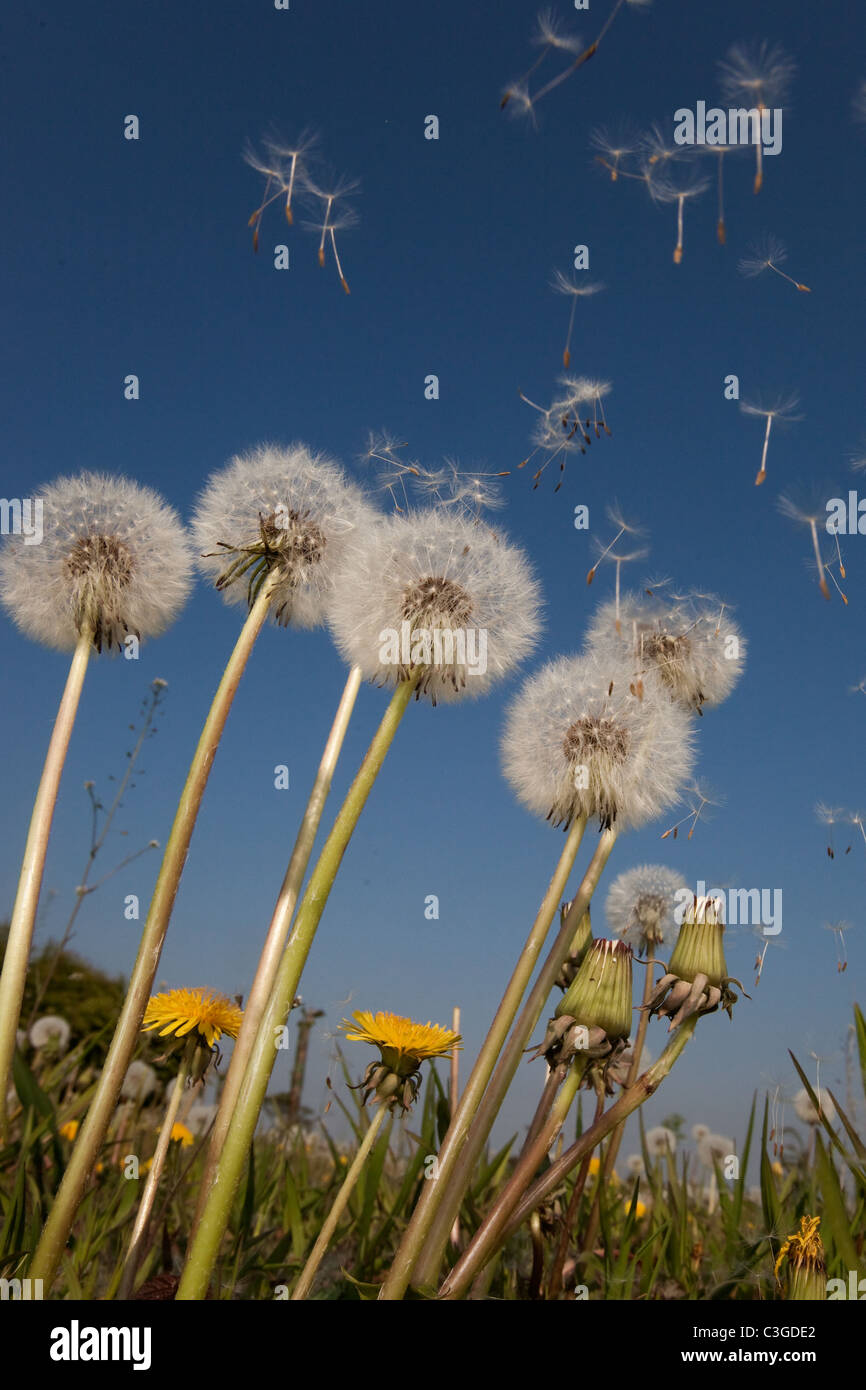 Il tarassaco Taxaxacum officinale seme al vento Foto Stock