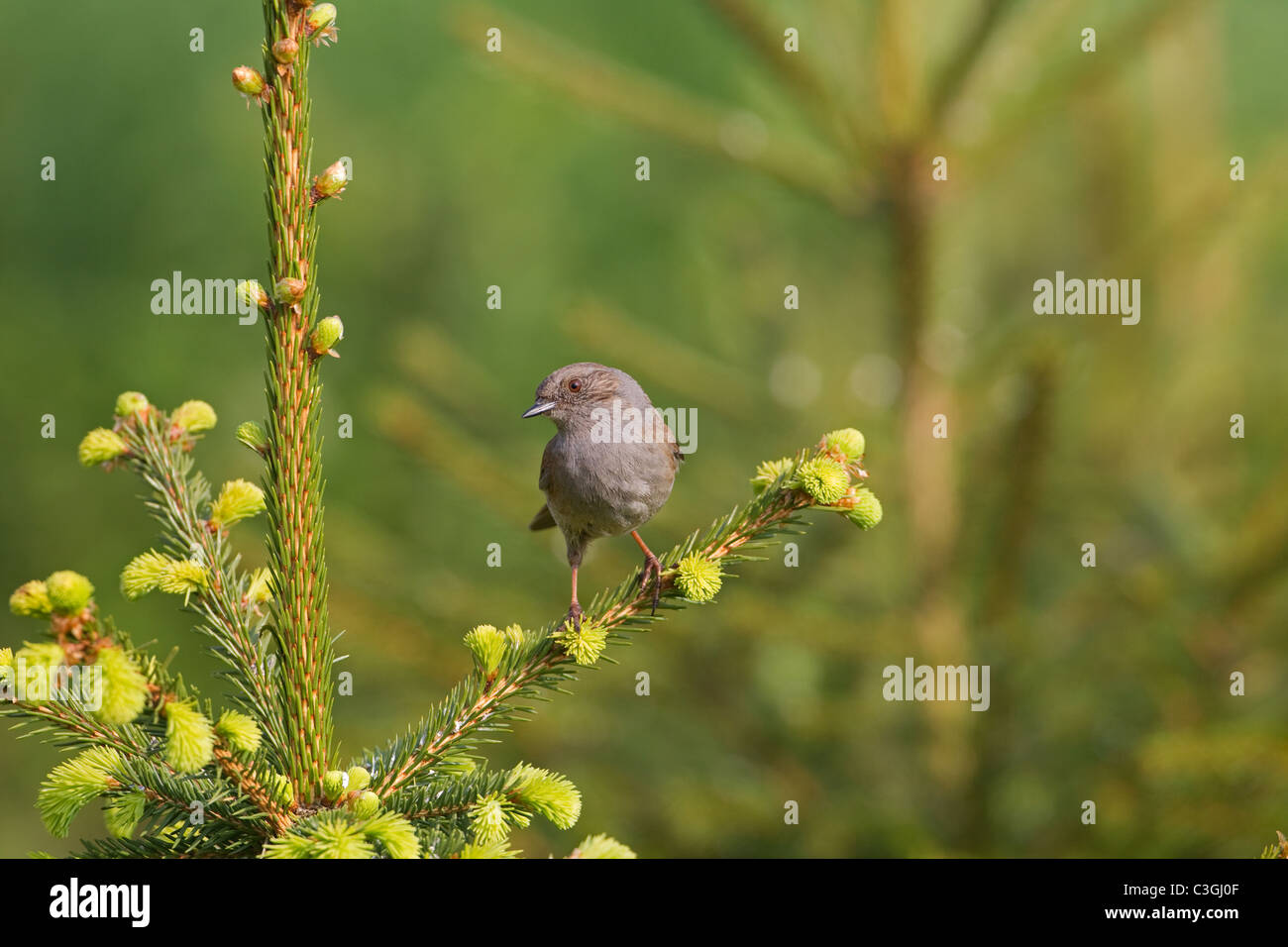 La Siepe Sparrow o Dunnock Prunella modularis Foto Stock