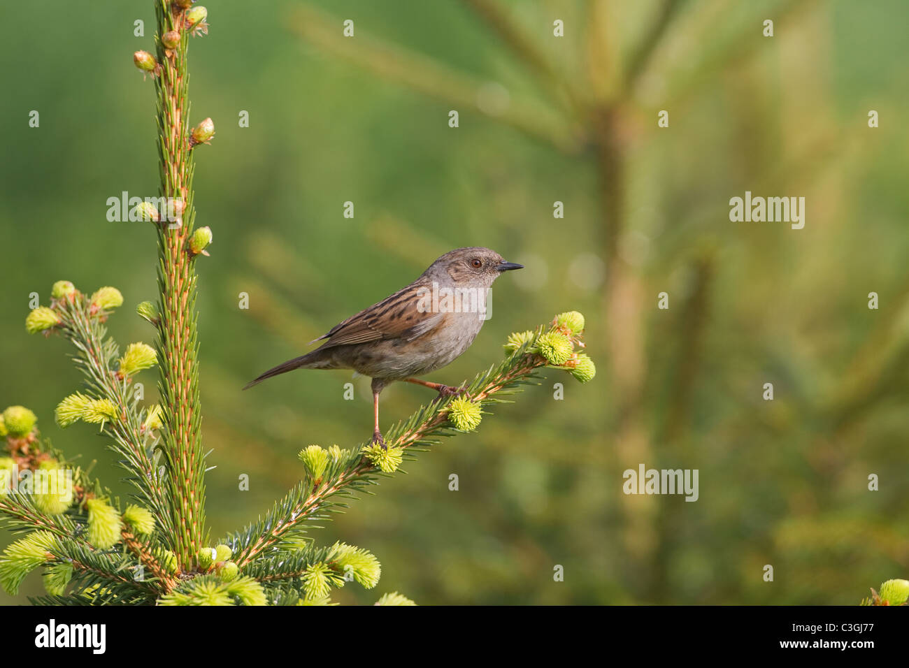 La Siepe Sparrow o Dunnock Prunella modularis Foto Stock