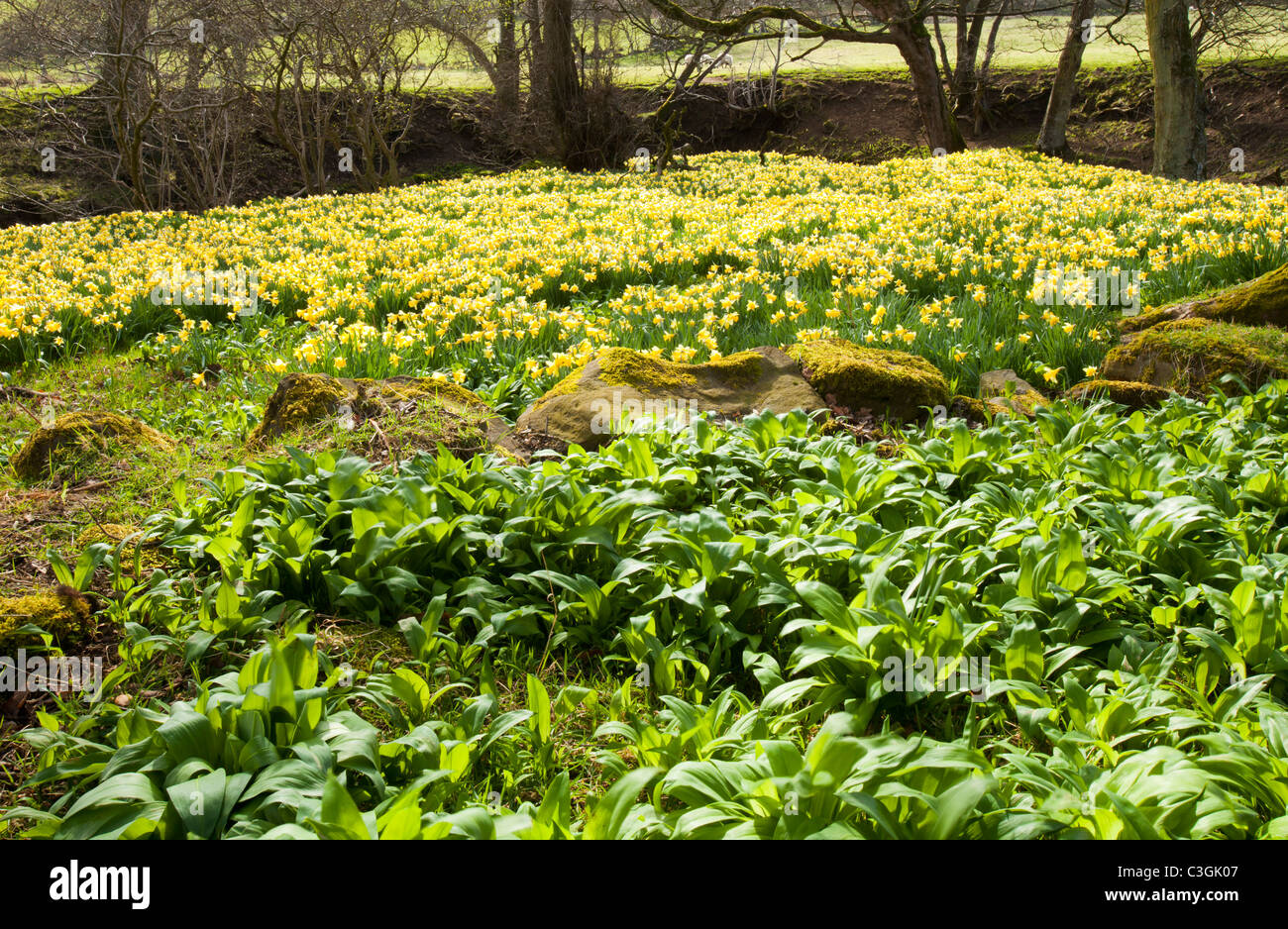 I narcisi selvatici la fioritura e di aglio selvatico nella Rosedale nel North York Moors, nello Yorkshire, Regno Unito. Foto Stock