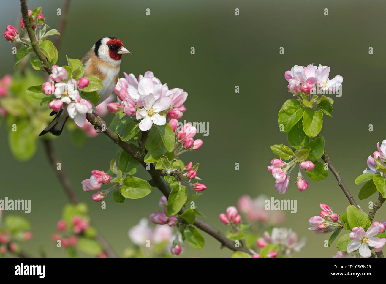 Cardellino Carduelis carduelis sulla molla Apple Blossom Foto Stock