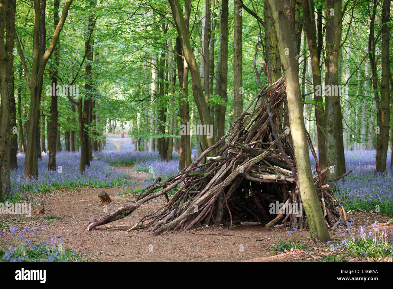 Riparo fatto di rami di alberi nella foresta di bluebell, REGNO UNITO Foto Stock