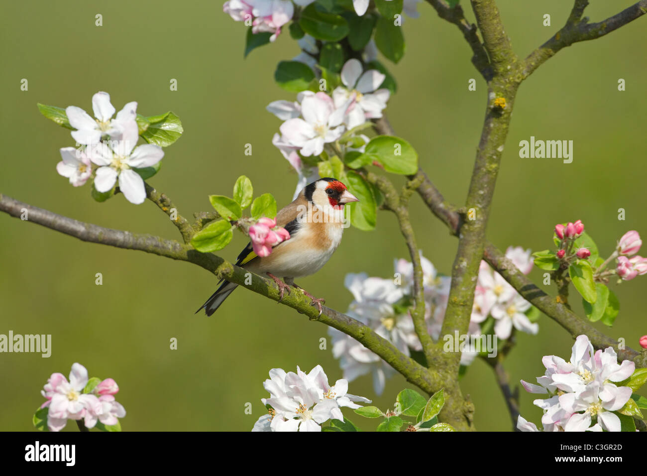 Cardellino Carduelis carduelis sulla molla Apple Blossom Foto Stock
