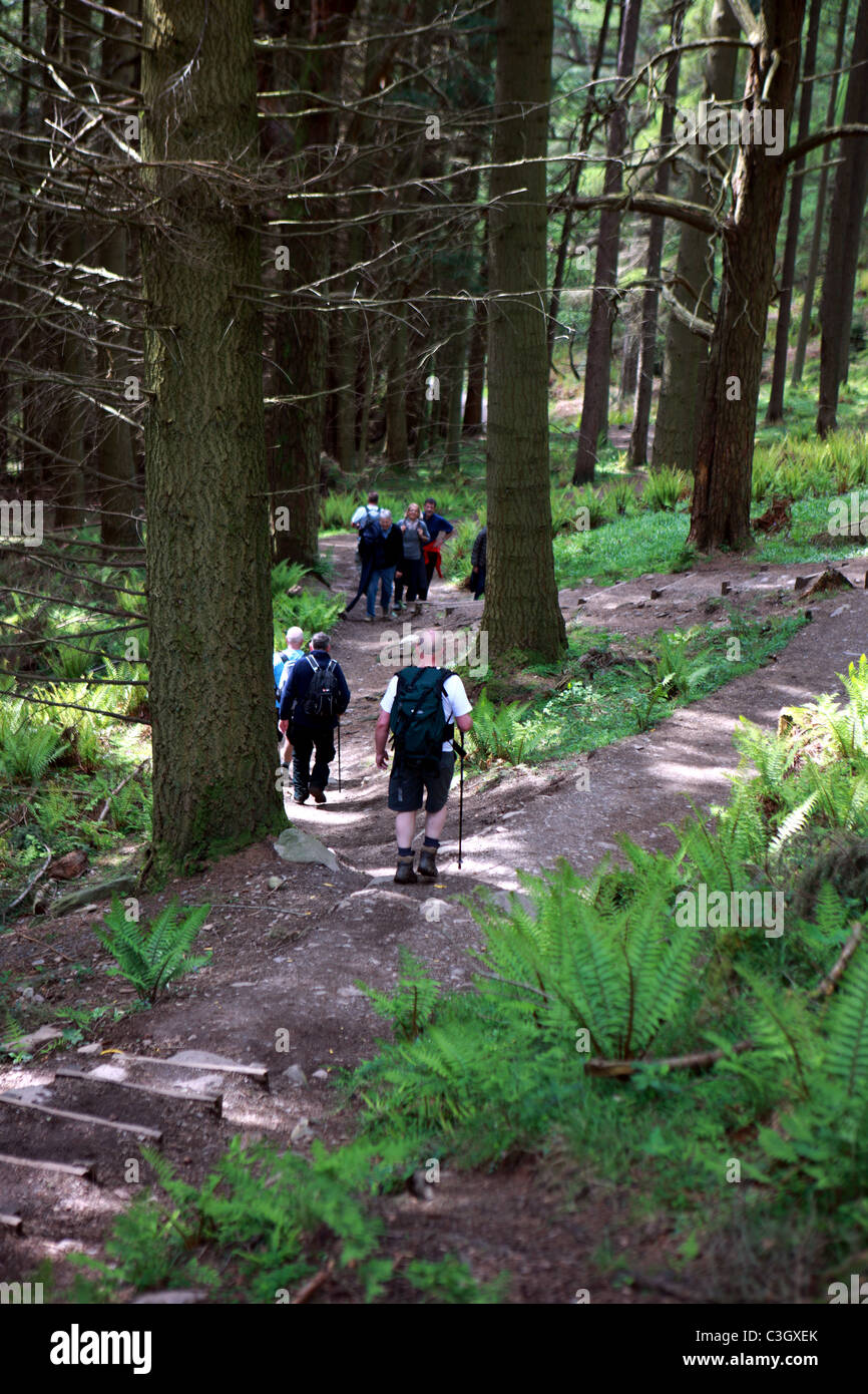 Walkers su un sentiero di bosco all'inizio del Conic collina vicino a Balmaha Foto Stock