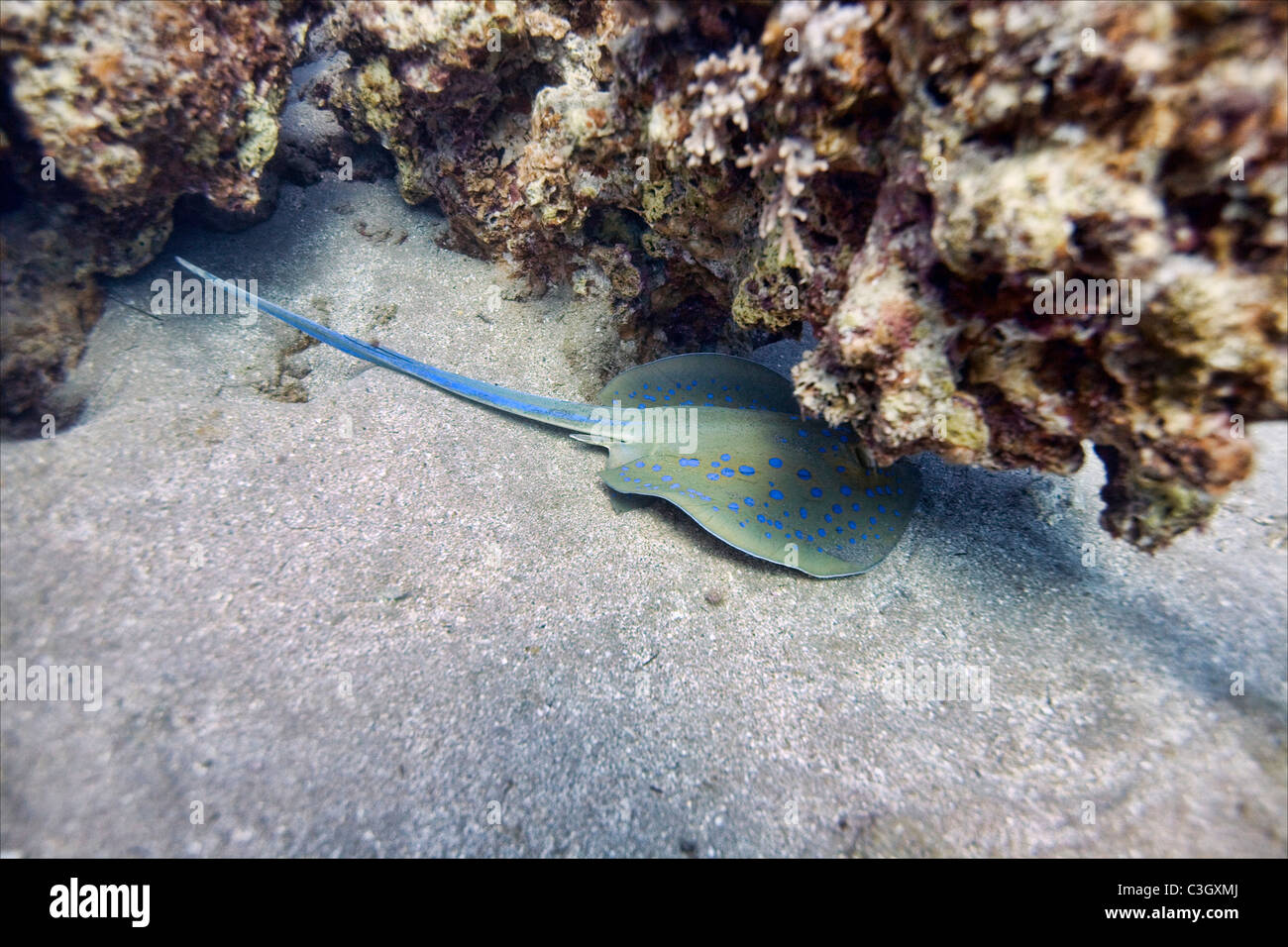 Bluespotted ribbontail ray sotto la barriera corallina. Mar Rosso, Dahab, Egitto Foto Stock