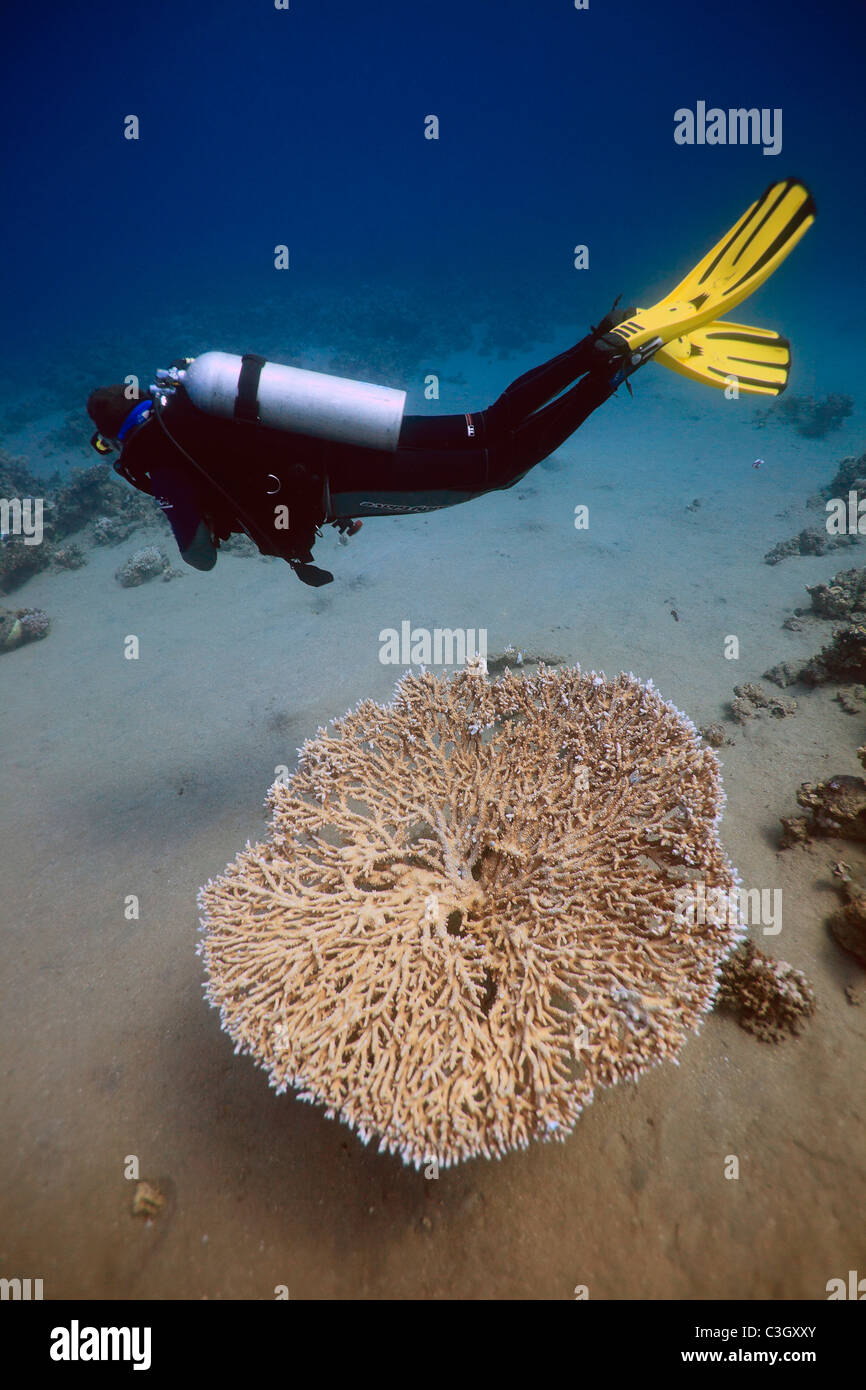 Un sommozzatore passa al di sopra di una tavola di corallo. Mar Rosso, Dahab, Egitto Foto Stock