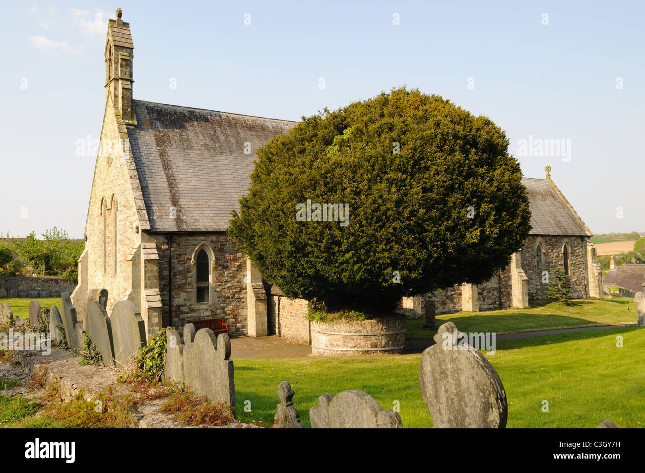 Yew Tree presso il St Thomas Church St Dogmaels Pembrokeshire Wales Cymru REGNO UNITO GB Foto Stock