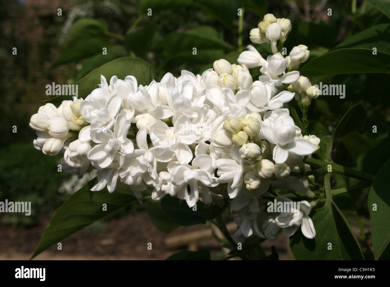 Bianco fiore lilla Syringa sp. Foto Stock