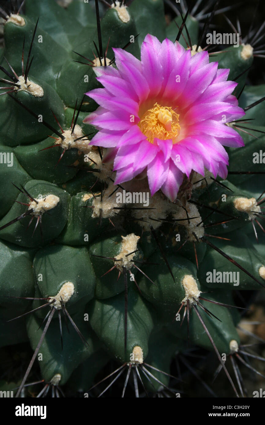 Rosa fiore di cactus Foto Stock