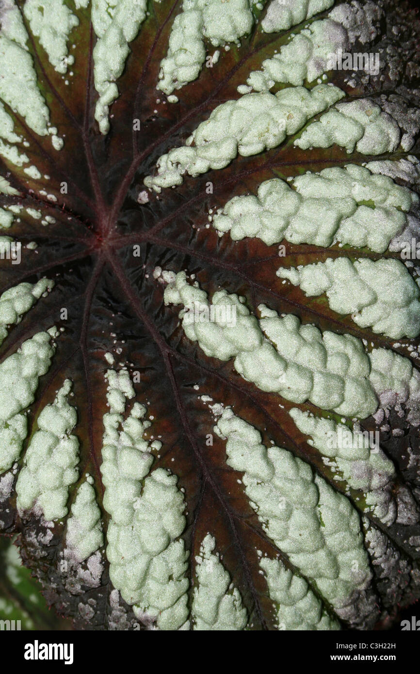 Variegata di foglia di Begonia fuochi d'artificio Rex Foto Stock